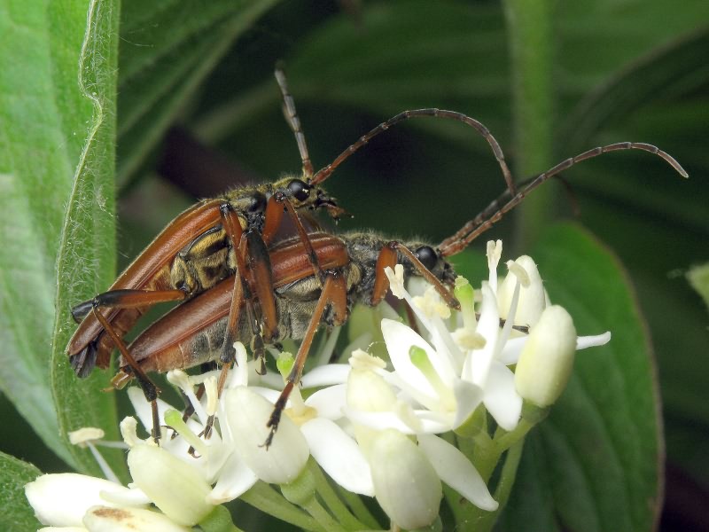 Stenocorus meridianus (Linnaeus, 1758)